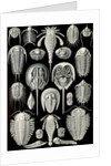 Horseshoe crabs. Aspidonia by Ernst Haeckel