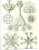 Stalked jellyfishes. Stauromedusae by Ernst Haeckel