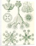 Stalked jellyfishes. Stauromedusae by Ernst Haeckel