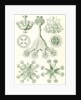 Stalked jellyfishes. Stauromedusae by Ernst Haeckel