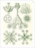 Stalked jellyfishes. Stauromedusae by Ernst Haeckel