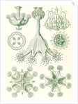 Stalked jellyfishes. Stauromedusae by Ernst Haeckel