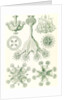 Stalked jellyfishes. Stauromedusae by Ernst Haeckel