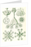 Stalked jellyfishes. Stauromedusae by Ernst Haeckel