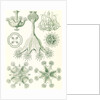 Stalked jellyfishes. Stauromedusae by Ernst Haeckel