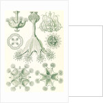 Stalked jellyfishes. Stauromedusae by Ernst Haeckel