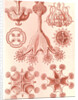 Stalked jellyfishes. Stauromedusae by Ernst Haeckel