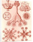 Stalked jellyfishes. Stauromedusae by Ernst Haeckel