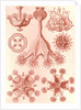 Stalked jellyfishes. Stauromedusae by Ernst Haeckel