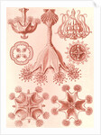Stalked jellyfishes. Stauromedusae by Ernst Haeckel