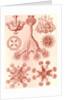 Stalked jellyfishes. Stauromedusae by Ernst Haeckel