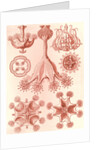Stalked jellyfishes. Stauromedusae by Ernst Haeckel
