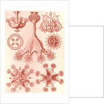Stalked jellyfishes. Stauromedusae by Ernst Haeckel