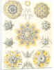 Microorganisms. Polycyttaria by Ernst Haeckel