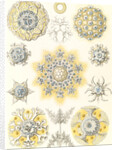 Microorganisms. Polycyttaria by Ernst Haeckel
