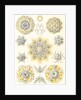 Microorganisms. Polycyttaria by Ernst Haeckel
