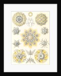 Microorganisms. Polycyttaria by Ernst Haeckel