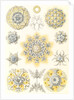 Microorganisms. Polycyttaria by Ernst Haeckel