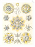 Microorganisms. Polycyttaria by Ernst Haeckel