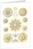 Microorganisms. Polycyttaria by Ernst Haeckel