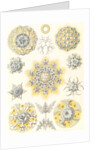Microorganisms. Polycyttaria by Ernst Haeckel
