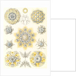 Microorganisms. Polycyttaria by Ernst Haeckel