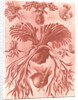 Ferns. Filicinae by Ernst Haeckel