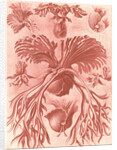 Ferns. Filicinae by Ernst Haeckel