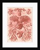 Ferns. Filicinae by Ernst Haeckel