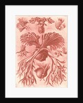 Ferns. Filicinae by Ernst Haeckel