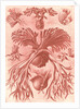 Ferns. Filicinae by Ernst Haeckel
