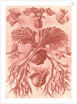 Ferns. Filicinae by Ernst Haeckel