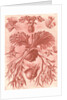 Ferns. Filicinae by Ernst Haeckel