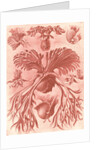 Ferns. Filicinae by Ernst Haeckel