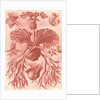 Ferns. Filicinae by Ernst Haeckel