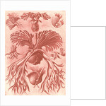 Ferns. Filicinae by Ernst Haeckel