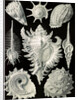 Aquatic and terrestrial snails. Prosobranchia by Ernst Haeckel