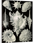 Aquatic and terrestrial snails. Prosobranchia by Ernst Haeckel