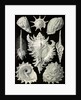 Aquatic and terrestrial snails. Prosobranchia by Ernst Haeckel