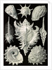 Aquatic and terrestrial snails. Prosobranchia by Ernst Haeckel