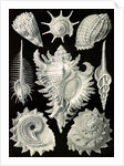 Aquatic and terrestrial snails. Prosobranchia by Ernst Haeckel