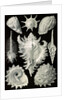 Aquatic and terrestrial snails. Prosobranchia by Ernst Haeckel