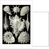 Aquatic and terrestrial snails. Prosobranchia by Ernst Haeckel