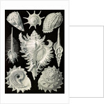 Aquatic and terrestrial snails. Prosobranchia by Ernst Haeckel