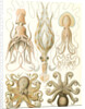 Octopuses. Gamochonia by Ernst Haeckel