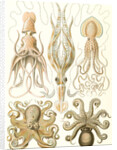 Octopuses. Gamochonia by Ernst Haeckel