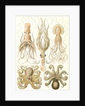 Octopuses. Gamochonia by Ernst Haeckel