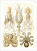 Octopuses. Gamochonia by Ernst Haeckel