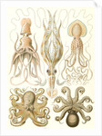 Octopuses. Gamochonia by Ernst Haeckel