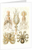 Octopuses. Gamochonia by Ernst Haeckel